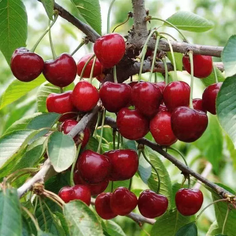 Оптовая оптом семена вишни семена горная вишня семена фруктовых деревьев семена вишни семена вишни