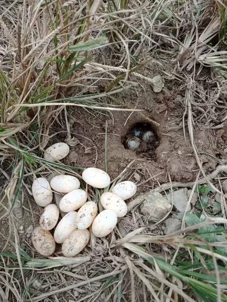 Ten fertilized turtle egg set price for free vermiculite experience hatching turtle shell out