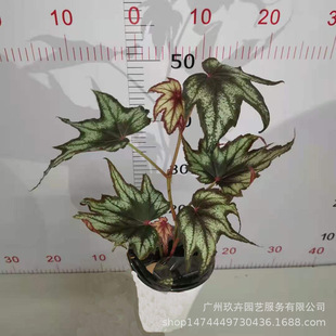 ���~�ﺣ���^�~�^��ֲ�����Կ͏d�̨�k�����������ԾGɫֲ��