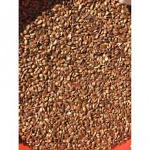 怀来八棱海棠种子嫁接苹果树专用海棠子山丁子籽产地直发保质保量