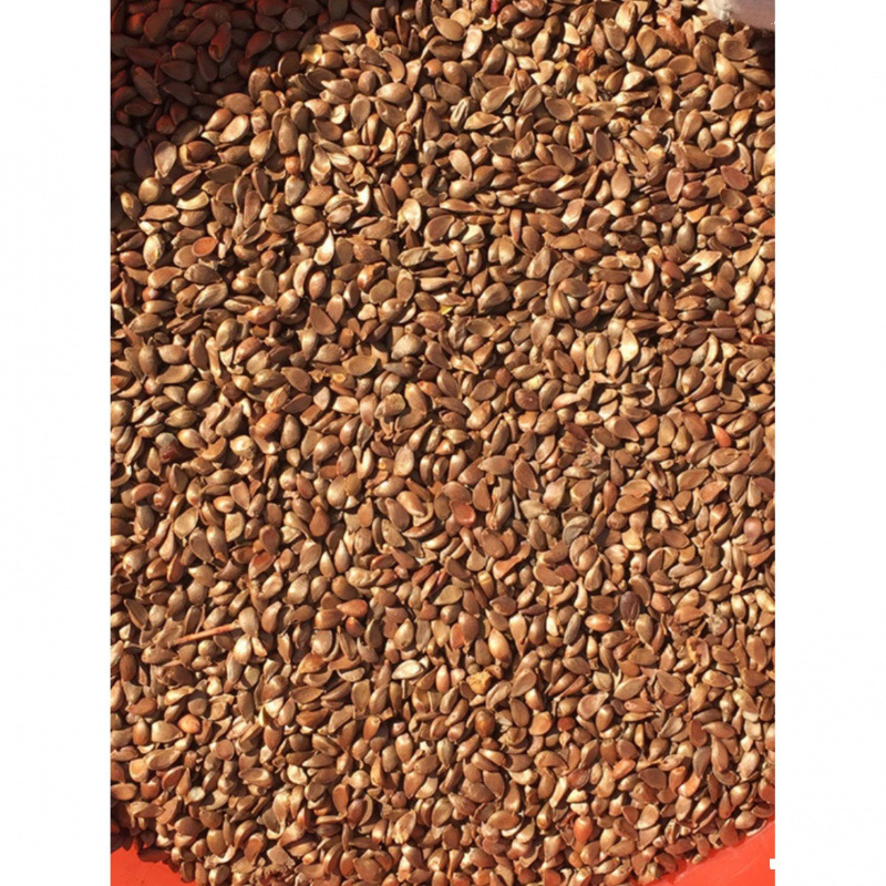 怀来八棱海棠种子嫁接苹果树专用海棠子山丁子籽产地直发保质保量