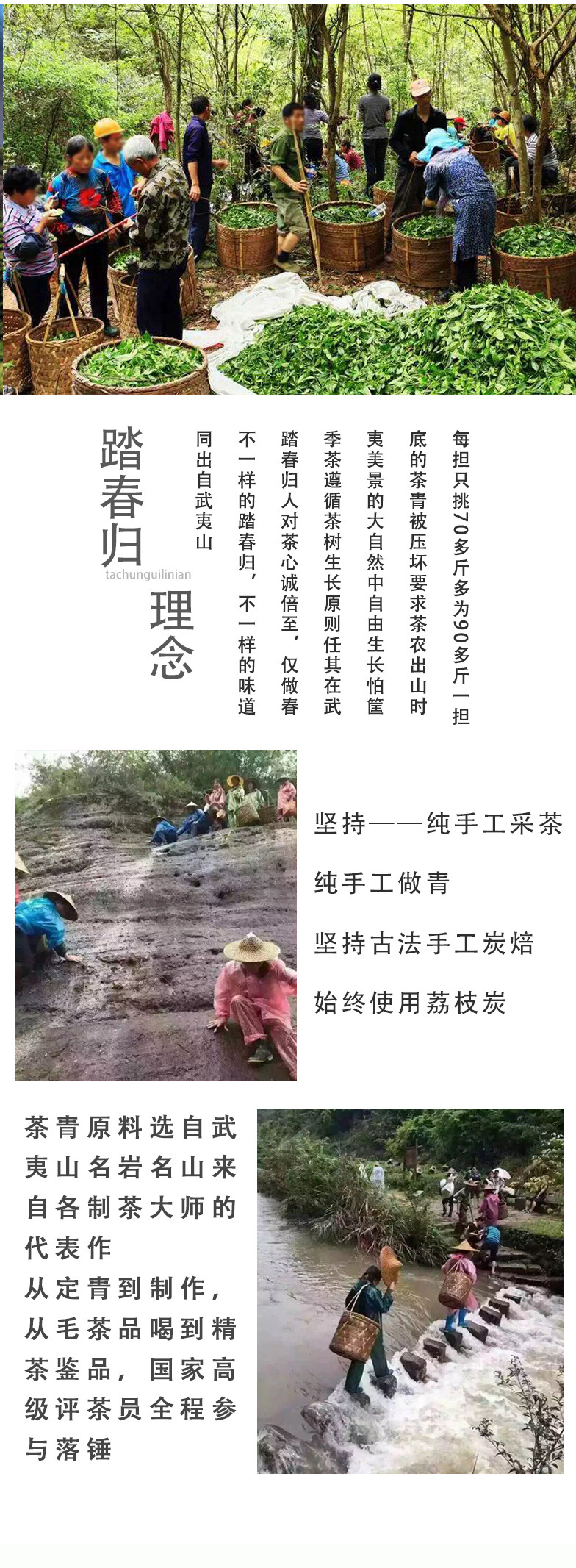 百年老枞水仙_06