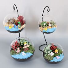 公司活动苔藓多肉微景观生态玻璃瓶diy材料包手工制套装盆栽植物