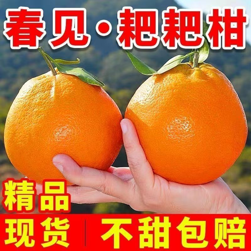 四川耙耙柑正宗浦江春见耙耙柑当季新鲜水果非丑橘手剥桔子商超果