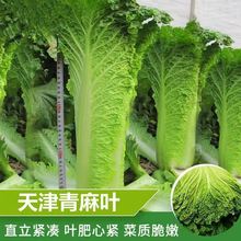 天津青麻叶直筒形白菜种子秋季绿大青麻叶大白菜四季播蔬菜种籽