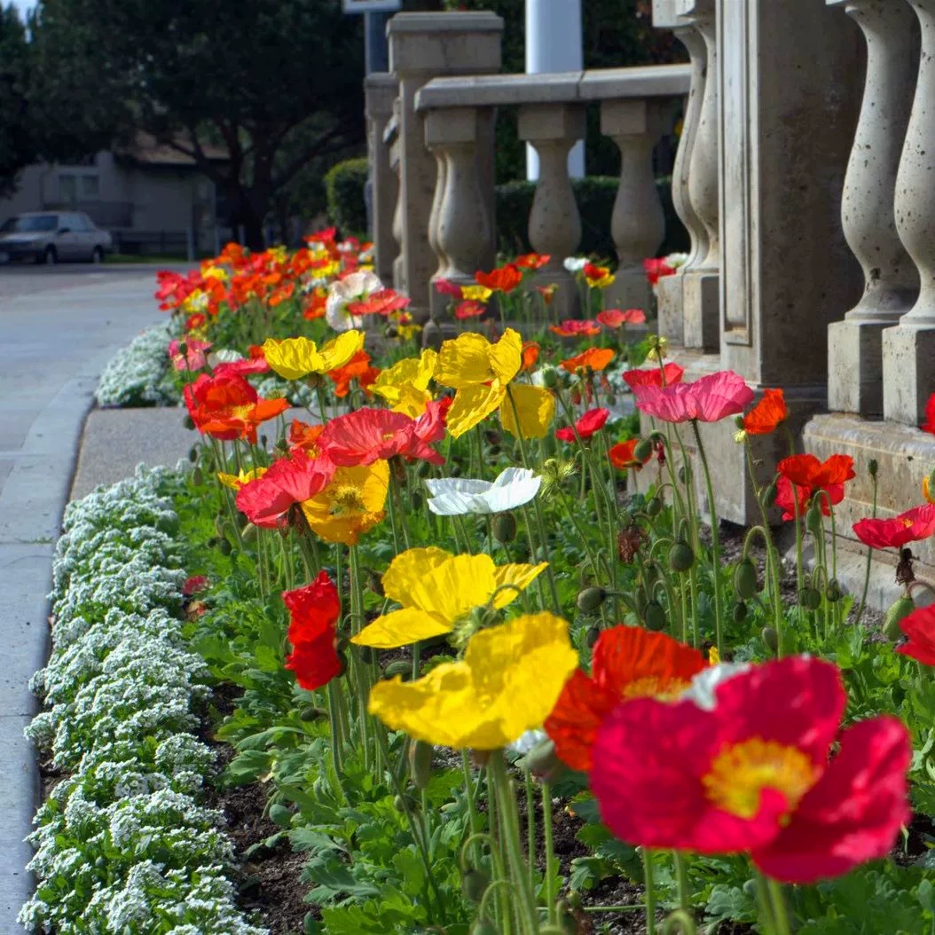 Семена мака восточного, семена мака исландского, многолетние семена цветов для клумбы в горшках на четырех сезонах