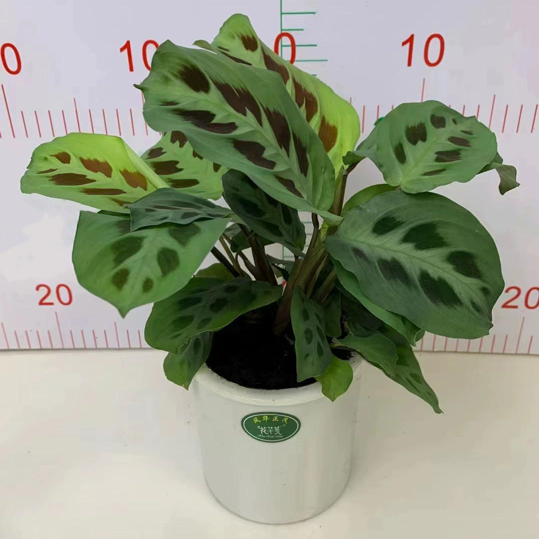 Леопардовое пятно, лист маранты, растение в горшках, гостиная, балкон, рабочий стол, офис, теневой вечнозеленый, очистка воздуха