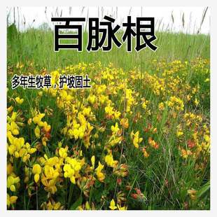 Pasture Seeds Baimaigen Five-Leaf Clover, Hornflower Seeds, Pasture Seeds, High Yield, Slope Protection and Soil Stabilization