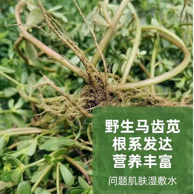 野生马齿苋纯露舒护肌肤温润补水湿敷爽肤精华水马齿苋提取液厂家|undefined