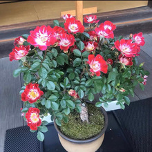 品种小画家姬月季 日本赤花微型月季 单瓣蔷薇有香味阳台绿植