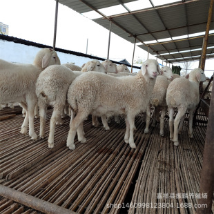 �B���� Сβ������� �Bֳ������� �ɱ���Ӌ