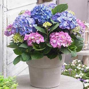 Hydrangea Seedlings Are Endless Summer Flowers That Are Easy to Grow in All Seasons. Flowering Potted Flower Plants Are Easy to Grow in Indoor Courtyards
