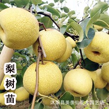 梨树果苗嫁接苗翠冠梨树丰水梨子树苖地栽当年结果梨树苗果树果苗