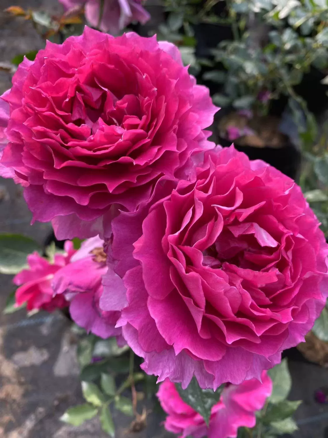 Арабские ночи Рассада цветов роз Большой цветок Лучжоу Ароматная Роза Цветение Фиолетовый Четыре сезона Цветочное растение без шипов в горшке Европейская луна