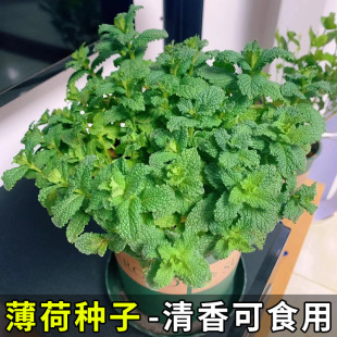Mint Seeds Potted Indoor Mint Seedlings Catnip Seeds Spearmint Edible Mint Seeds Balcony Flower Seeds