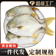 黄金鲳鱼鲜冷冻大鲳鳊鱼海鱼海鲜平鱼白鲳冰鲜银鲳鱼一件代发批发