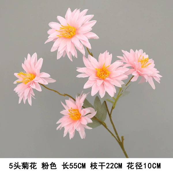 5 chrysanthemum pink