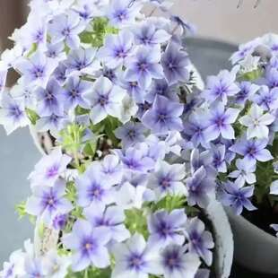 �������N��һ���b֥�ѻ��ر����Ի���ͥԺ�@���ļ����N�r���N��