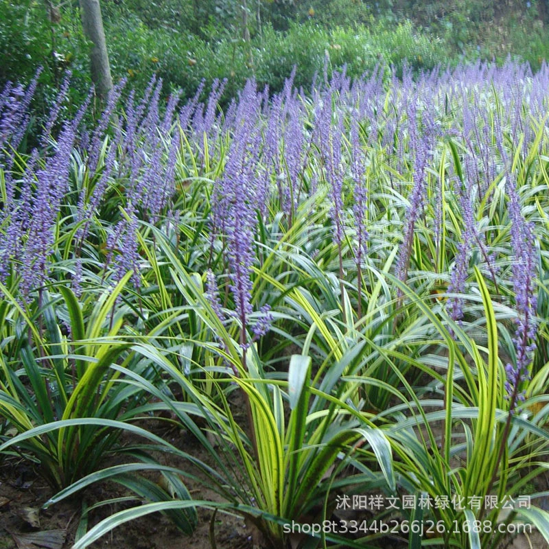 База прямые волосы Пномпень Ophiopogon japonicus мелколистный газон Морозостойкое почвопокровное растение вечнозеленое все сезоны