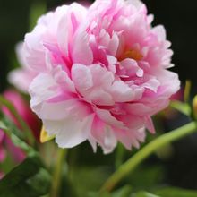 富贵出口牡丹花假花仿真花绢花客厅摆件落地摆件装饰花摆设干花