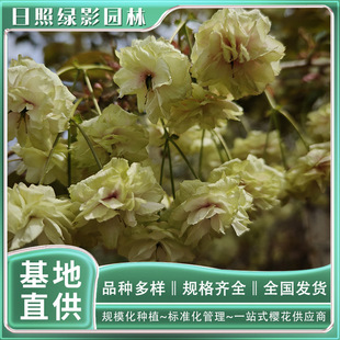 7�����ĥ���t��ѻ��Nֲ�����Ј����� ���������ѻ�������Xһ��