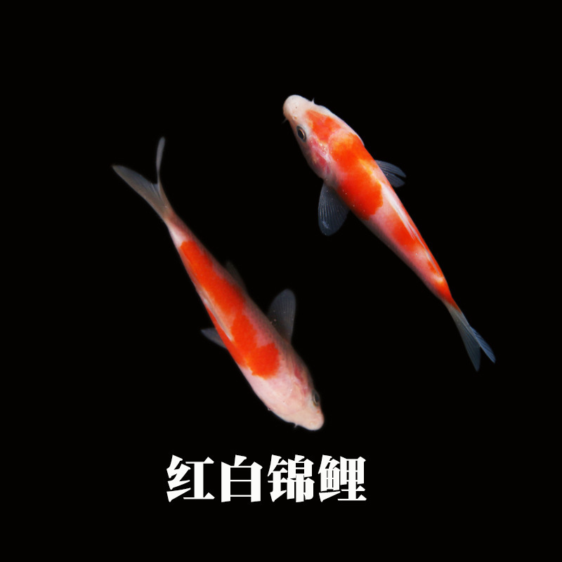 冷水観賞魚、日本鯉、純種ドイツ鯉、飼育しやすい、大正三色赤白稚魚金魚|undefined