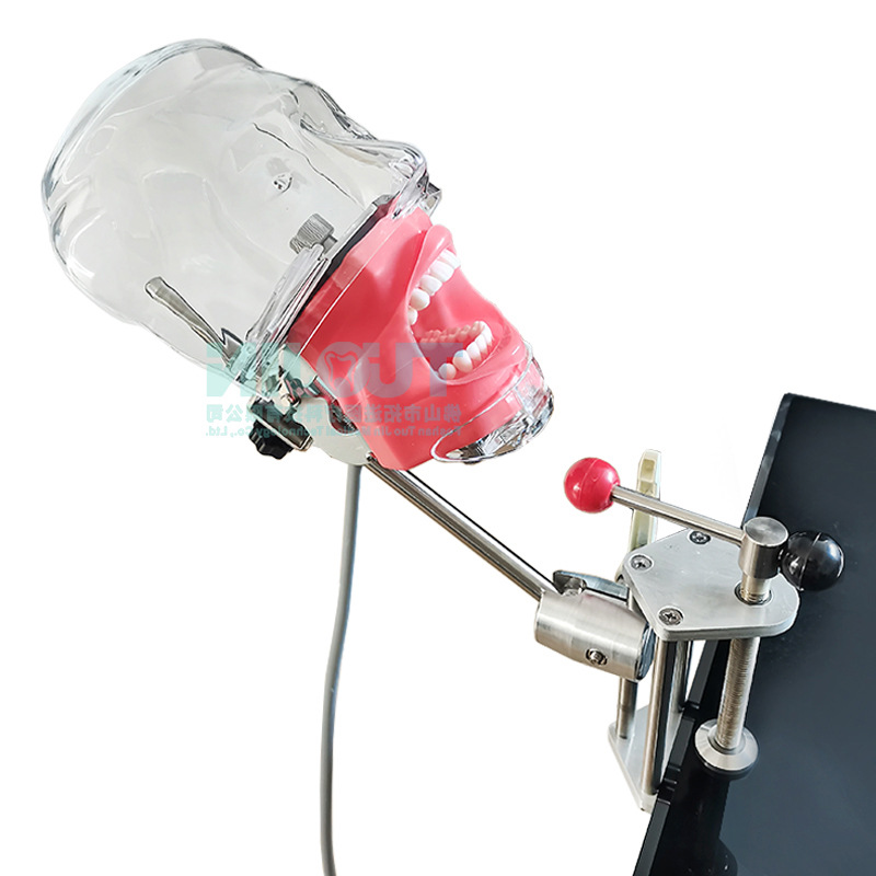 Modelo dental oral de enseñanza, clip de diente, tabla de preparación endodoncia, materiales dentales