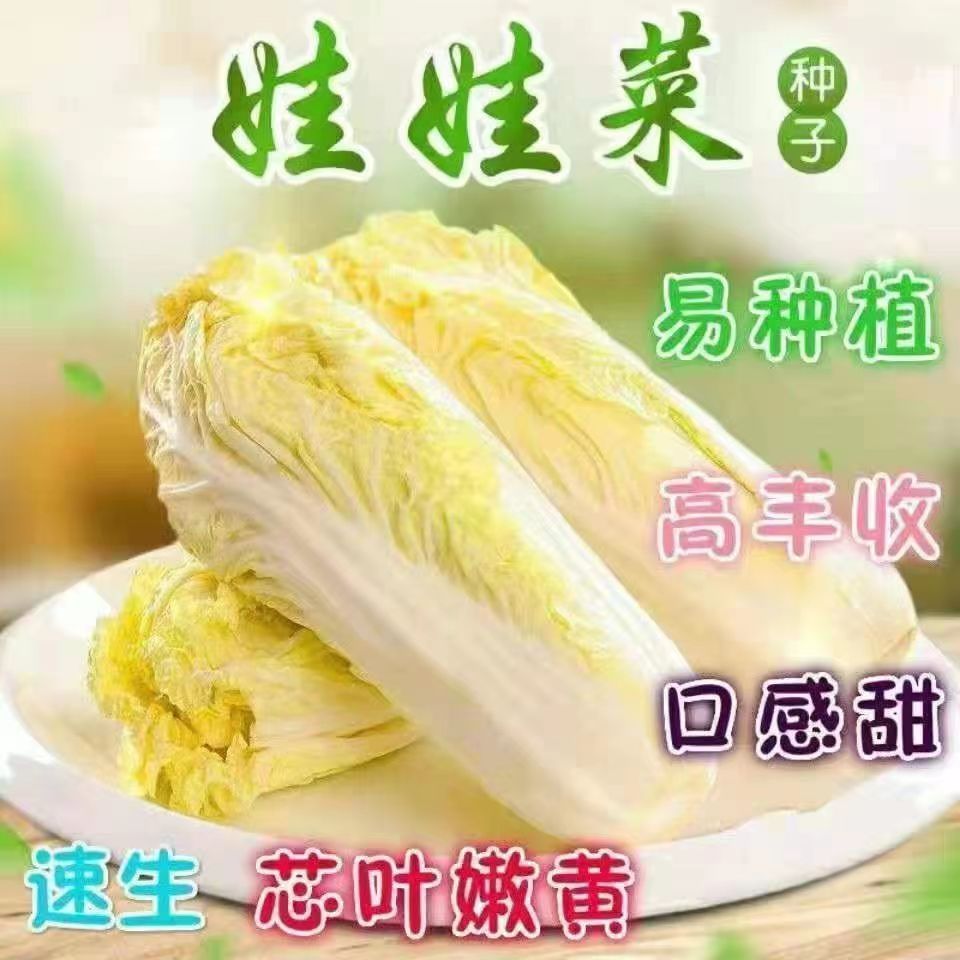 黄金娃娃菜种子黄心白菜种籽春夏秋四季播种阳台庭院农家蔬菜种孑
