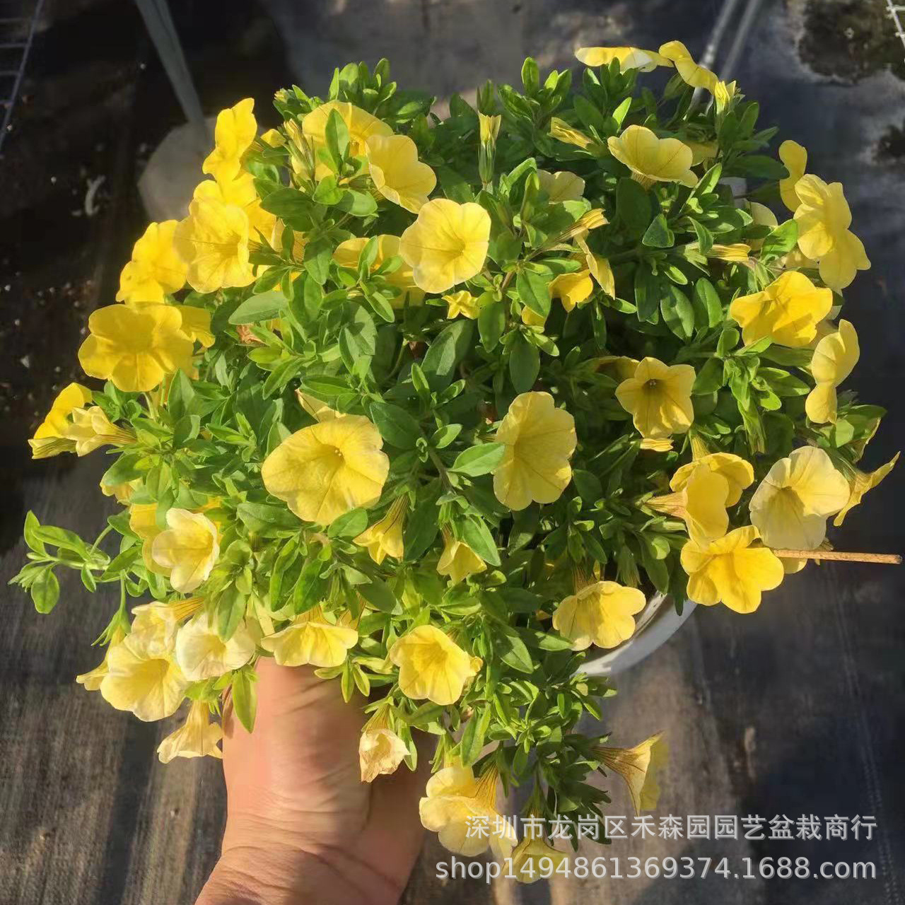 详情图