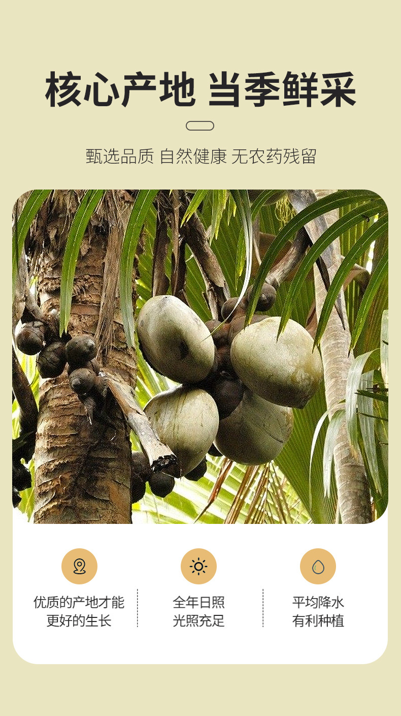 Dried Sea Coconut Slices Hai Di Ye 500g Thai Sea Coconut for Soup and Herbal Decoction Low Temperature Dried quality and texture