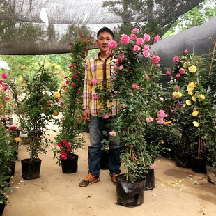 �ٱ��¼��������ٶ༾�_���Nޱ����ͥԺ�ͺ�ֲ���̨����������