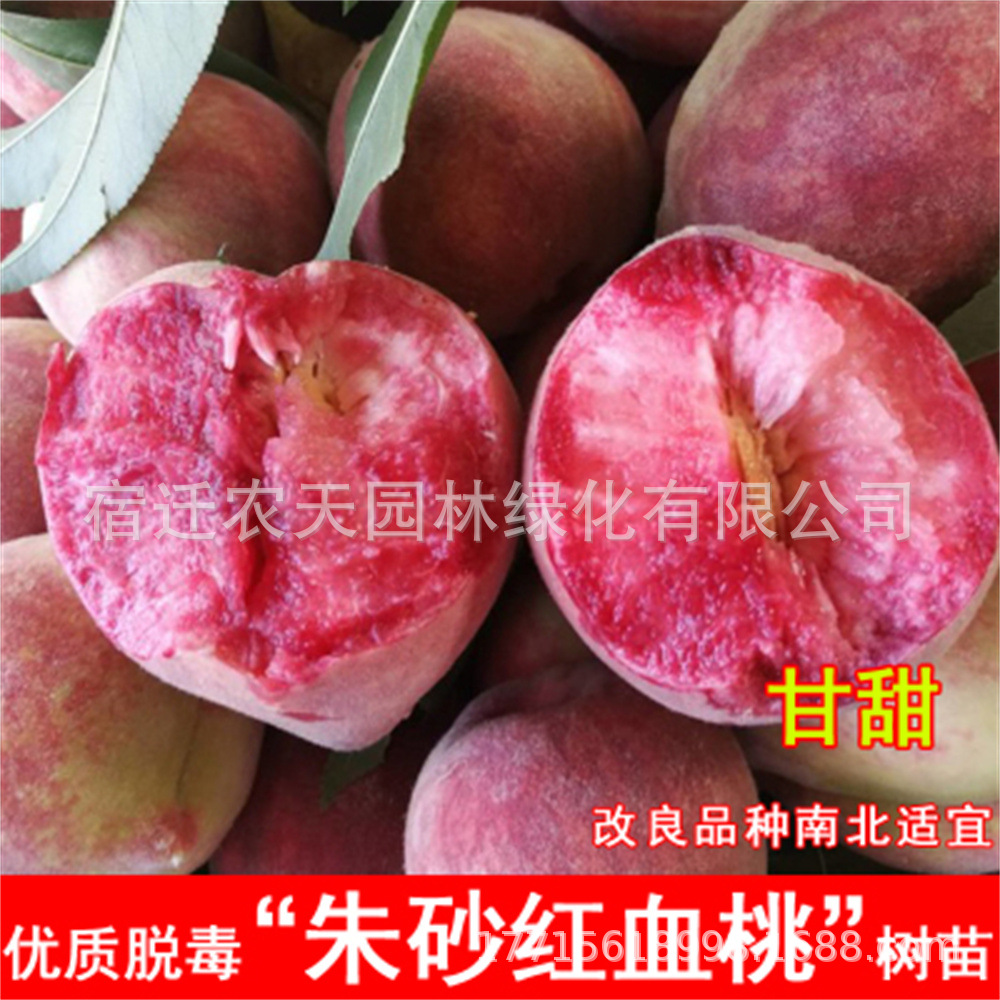 明月蟠桃红色寿星桃苗矮化盆桃长寿桃盆栽桃树苗中华寿桃苗桃树苗