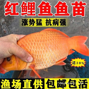 ��t���~���~���d����ˮ�^�p�~�~�絭ˮ�Bֳ�t�ͻ���w�����~ʳ��