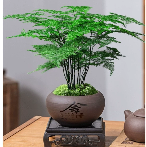 Горшечные растения спаржи, комнатные цветочные бонсай, домашняя гостиная, офисные зеленые растения, простые в уходе, облако сосны и бамбука, вечнозеленые круглый год.