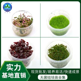 水草及肥料;其它水族用品;造景/装饰