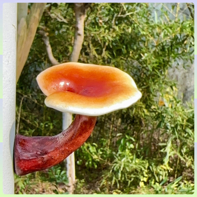 云南野生菌冰箱贴 手工制作 磁铁冰箱贴 蘑菇冰箱贴 冰箱贴磁吸式|undefined
