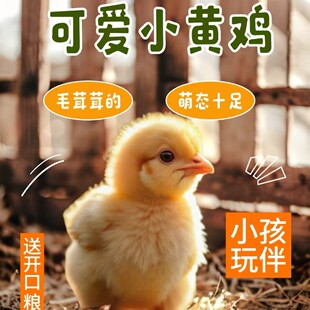 ���w���S�uС�u�ɐی��������Rȫ���˼��B������