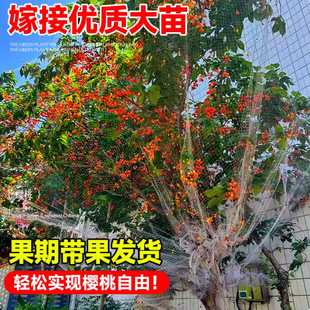 ܇���Ә������ڙ��Ҙ��簫���ش�޽ӹ���ͥԺ���F�ϱ����Nֲ����