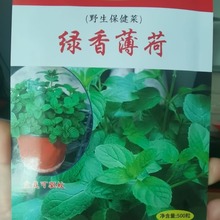 绿香薄荷种子四季野菜调料中草药种子薄荷籽药食两用驱蚊虫薄荷