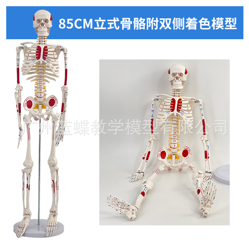 85CM���弡������ṹ�ʹ�ȫ���Ǽ�ģ�Ϳɲ�ж��׵�٤С������