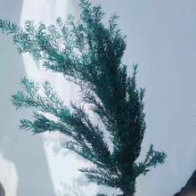 ǧӽSGֲܛbɫСGֲO~l