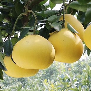 ̨����h�ĵ�����޽��������ĵ����Ә���ͥԺ�������Թ�����