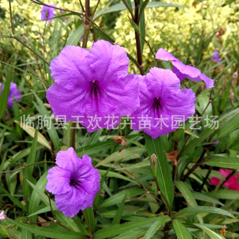 Cuilu Li Мяо двор земля Кубок синий цветок рассада парк вечнозеленый зеленый Пейзаж Растения Cuilu Li Мяо