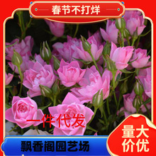 һ�����l��ӷ����¼�΢�¹�ľ�̨�����ļ��_���^����õ�廨�ɻ�