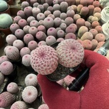 仙人球 红太阳双头 5-10cm 高实生仙人球 有根 栽  实物拍摄