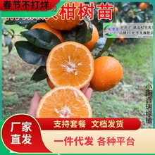一件代发正宗广西无核沃柑树苗武鸣无籽嫁接沙砂糖橘子树果苗桔子
