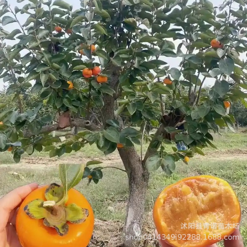 苗圃批发柿树苗 优良嫁接品种柿子树磨盘柿脆柿苗 果实大又甜