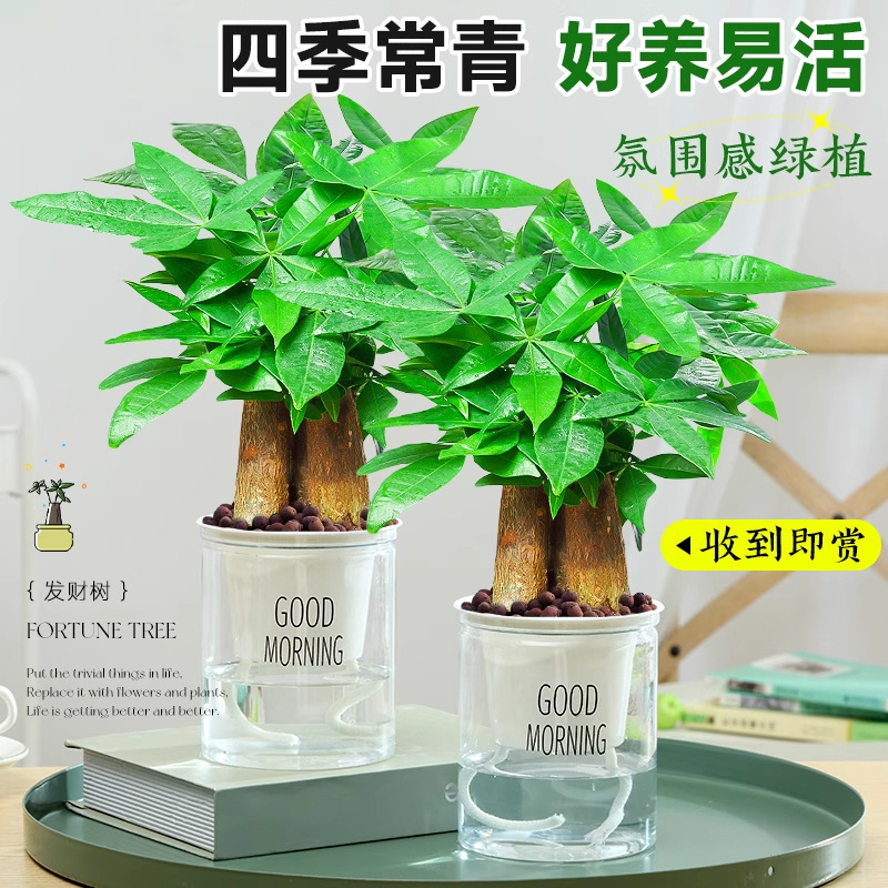 Money Tree Hydroponic Plant Money Tree Living Room Office Small Potted Flower Prosperous Home Bonsai