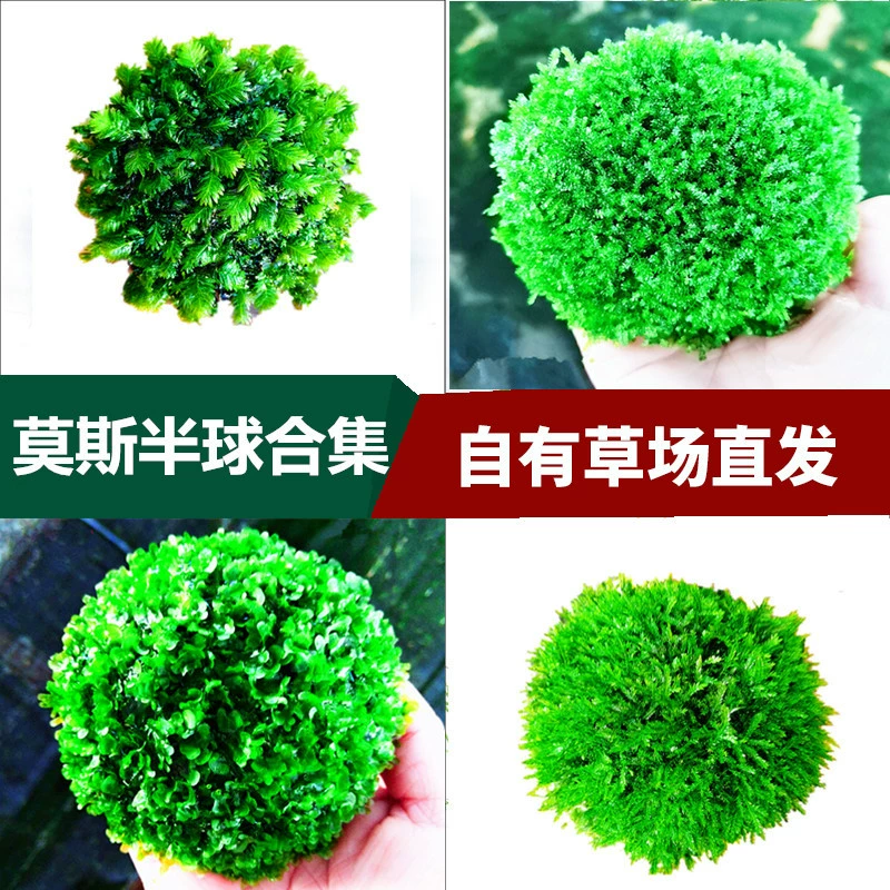 Мох полушария пастбищных угодий Прямые поставки мох Живая коллекция мох