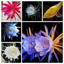 昙花种子 家庭易种芳香花卉 高档植物 月下美人昙花籽 盆栽阳台